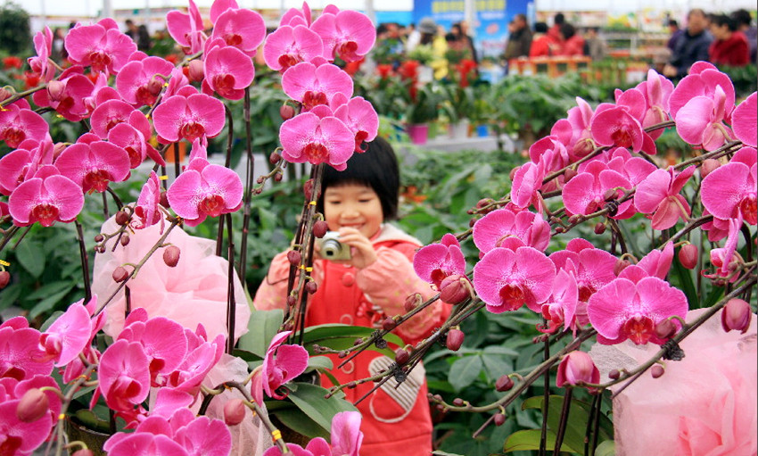 大业园林用年花装扮您的春节，让团聚更加有滋有味