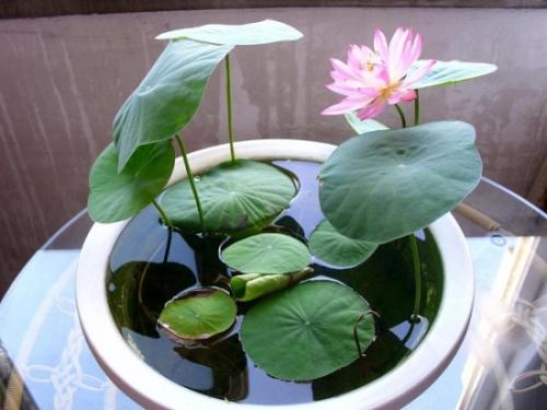 水生植物的种植园林景观设计