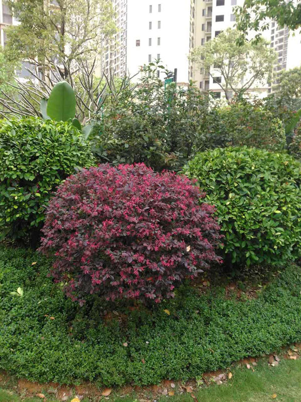 园林绿化养护安全知识是什么?