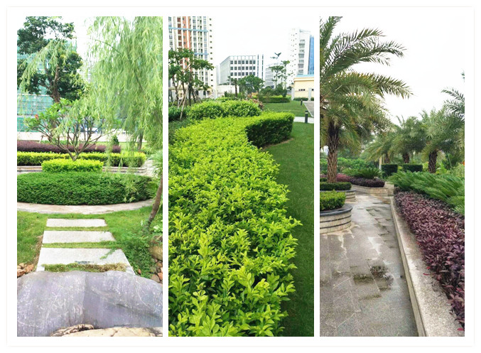 高速公路景观固氧和绿化带来的新低碳理念