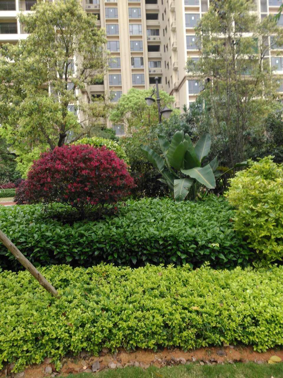 如何维护精致的“屋顶花园”?