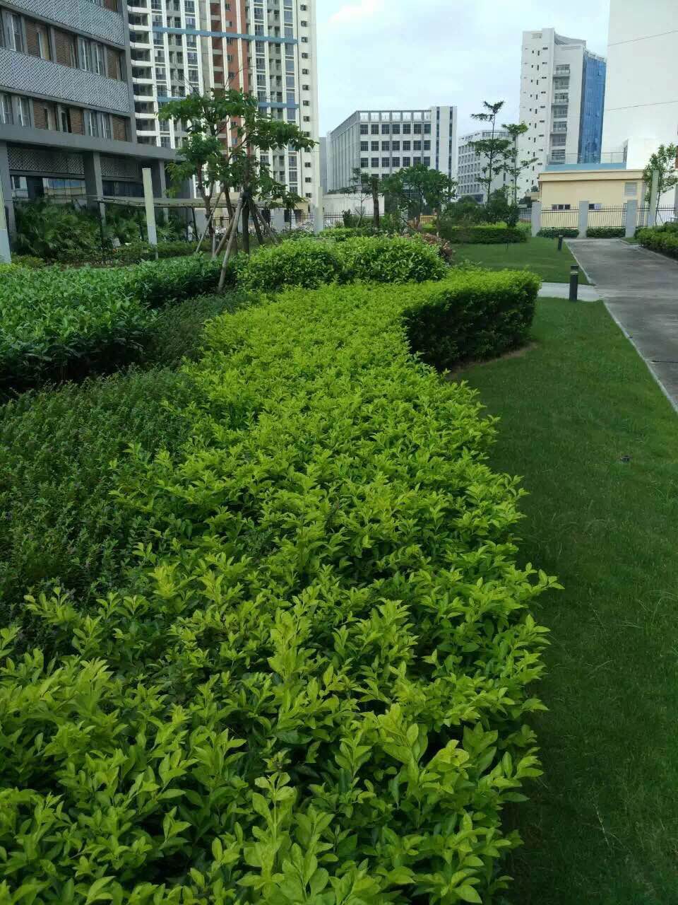 园林绿化养护的定义和要点