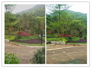 如何在短期内保护花草免受缺水之苦?