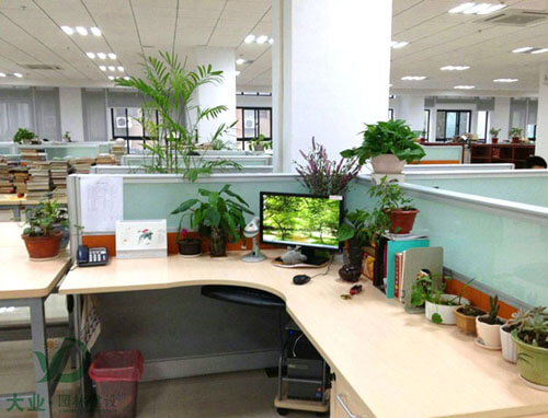 防疫期间办公室绿色植物养护技巧