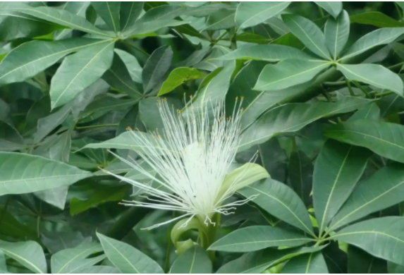 发财树开花后怎么办？